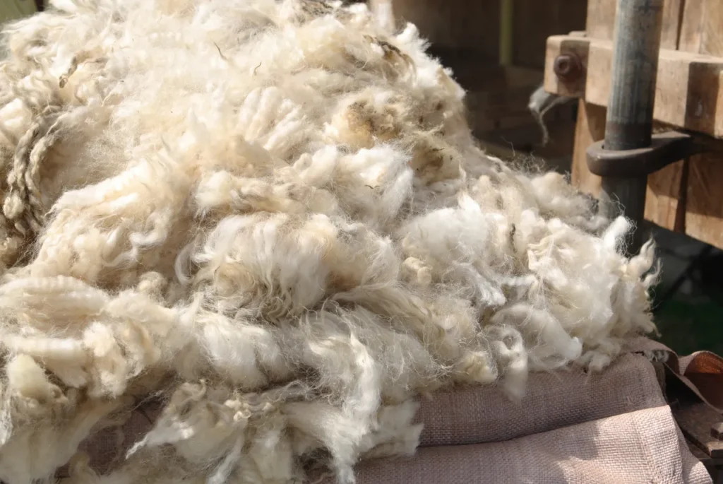 Harvested wool from Merino sheep